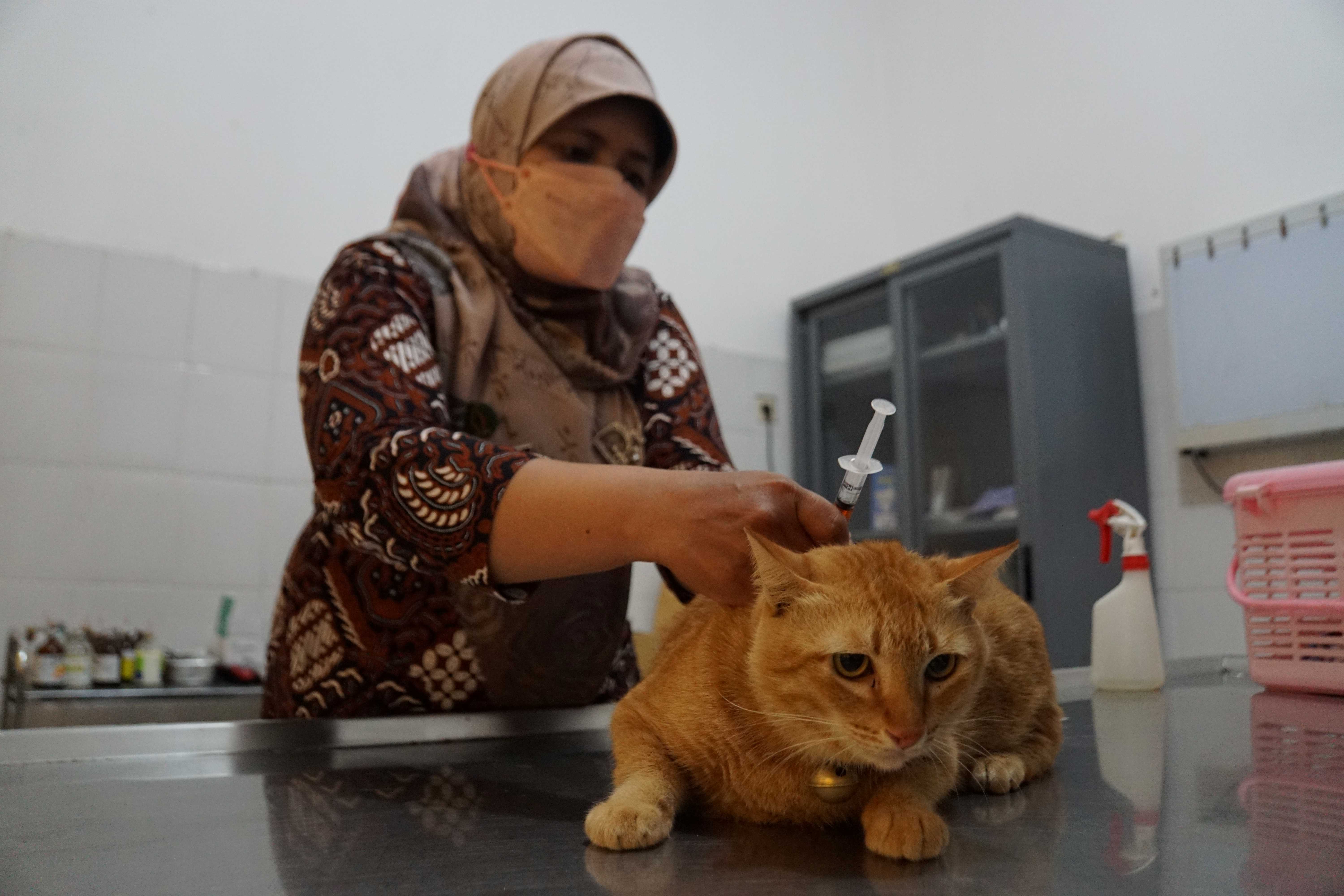 Layanan Vaksin Rabies Gratis Di Yogyakarta Tersedia 500 Dosis Untuk