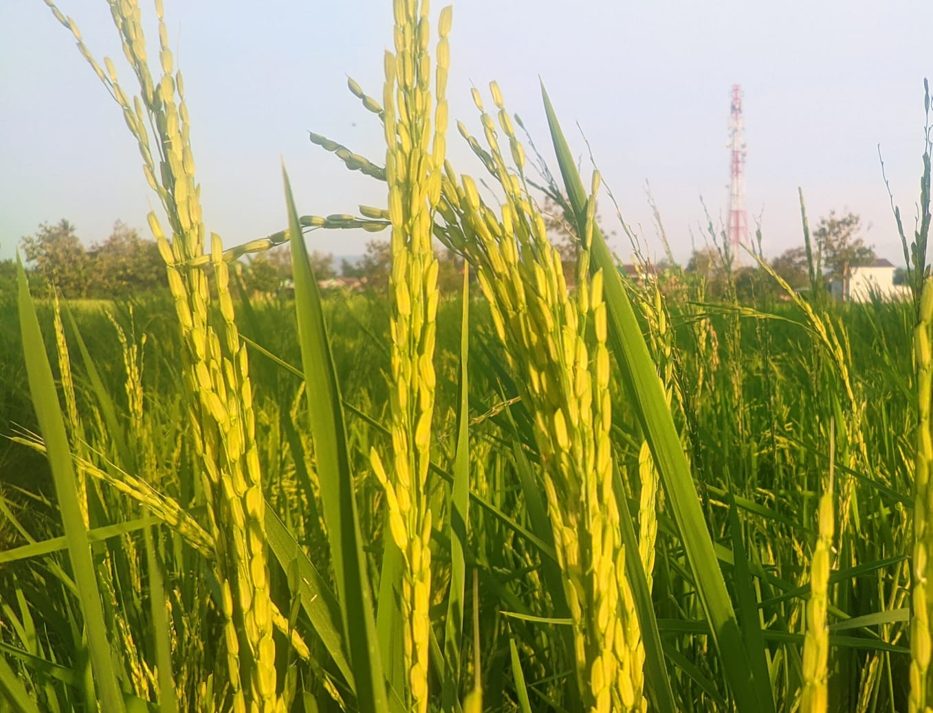 Dampak El Nino Produksi Beras Di Bantul Menurun Hariane