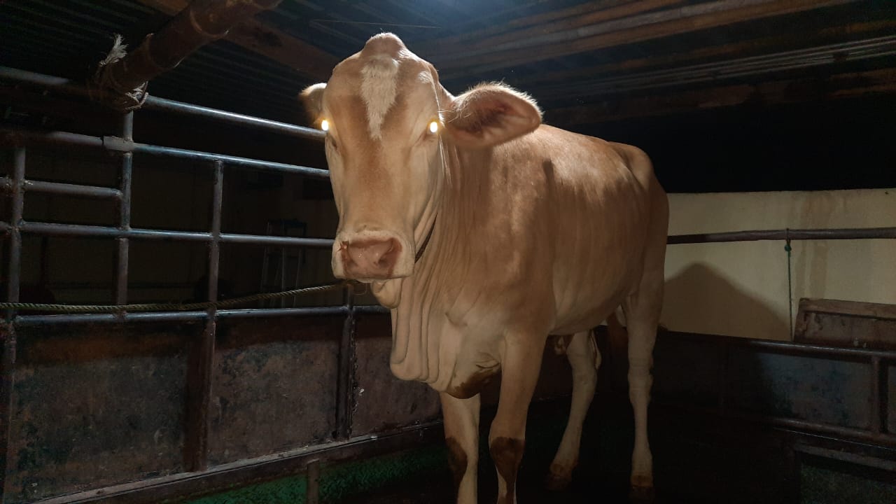 Pagar Makan Tanaman, Seorang Pria Bantul Curi Sapi Milik Tetangganya Sendiri