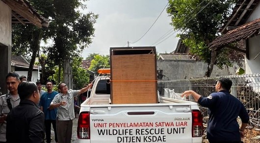 BKSDA Evakuasi Burung Kasuari Gelambir Ganda dari Rumah Warga di Ngaglik Sleman