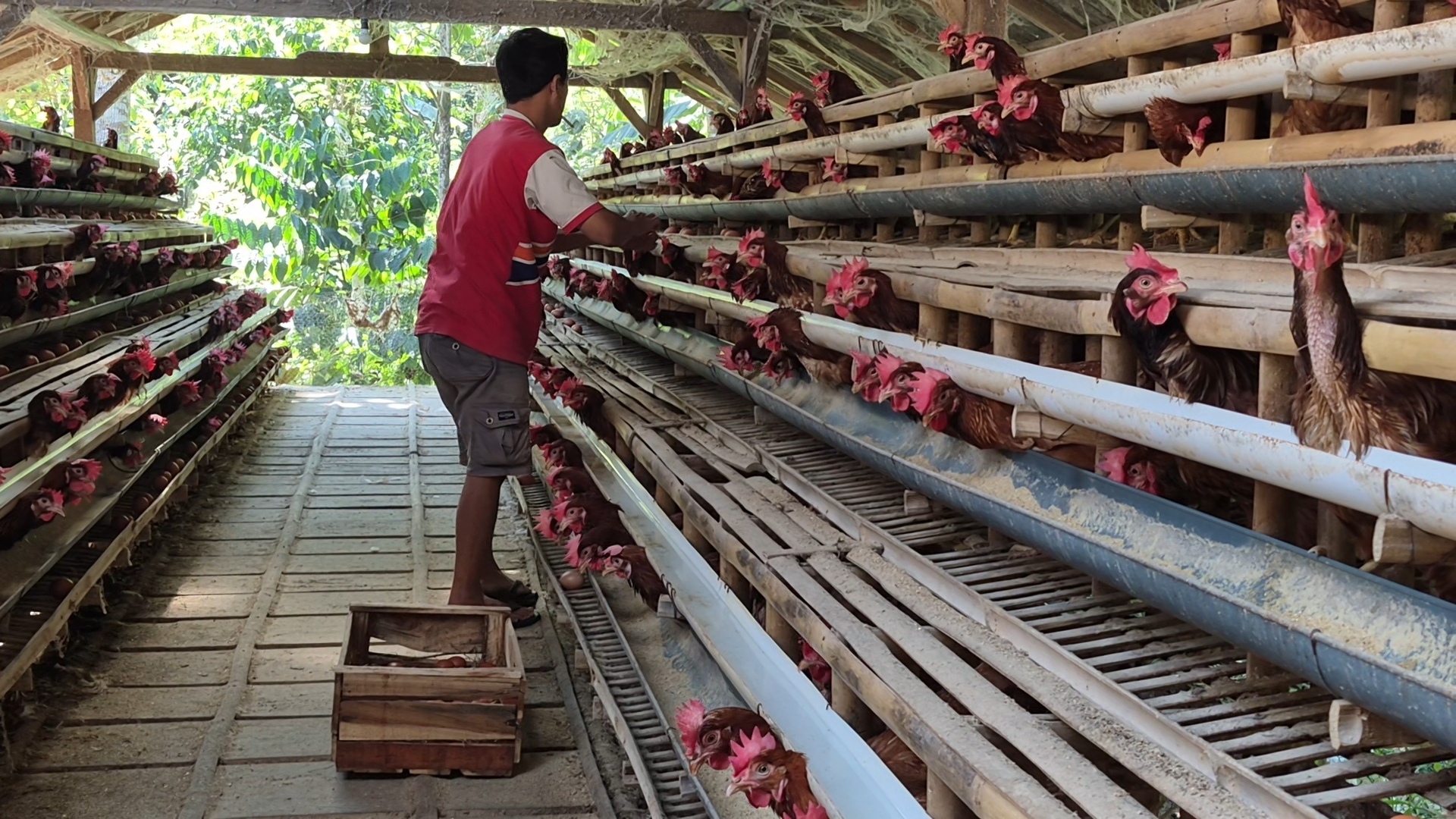 Harga Telur Anjlok, Peternak Ayam Petelur Kurangi Tenaga Harian Demi Bertahan