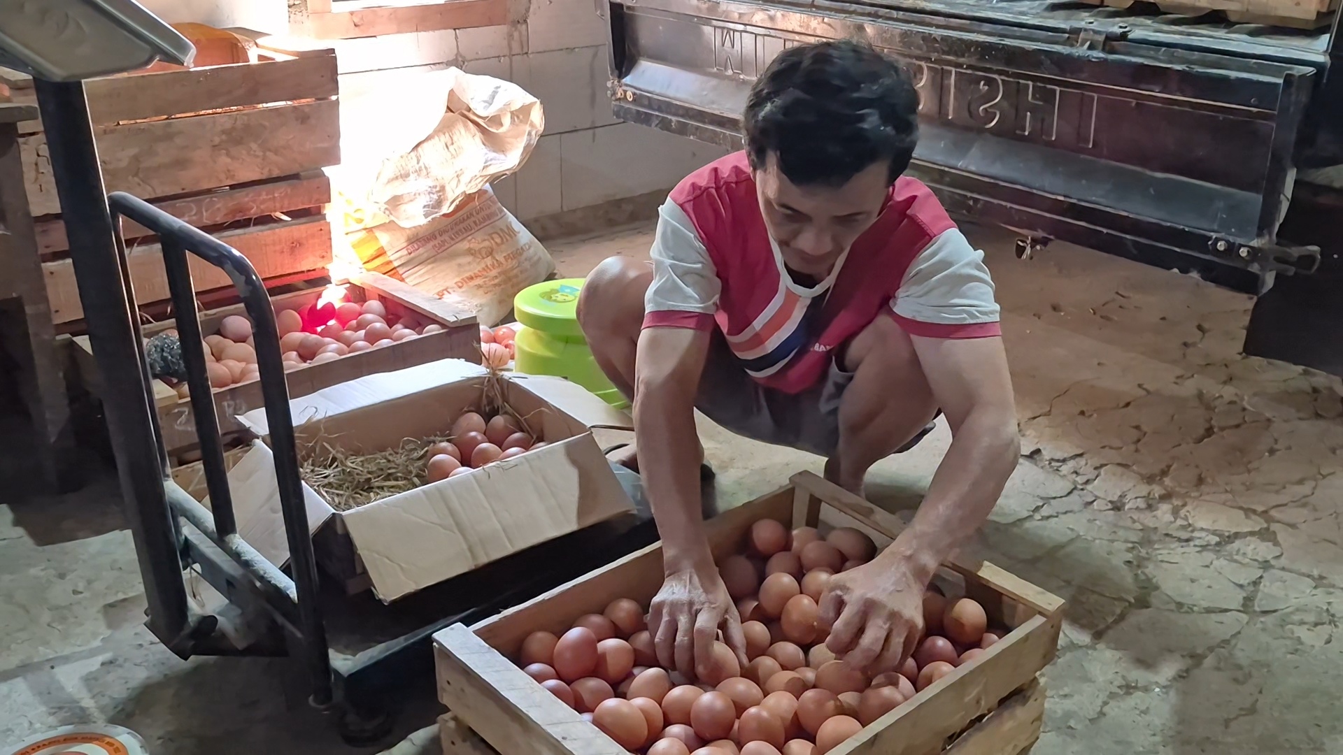 Stok Telur Melimpah, Pembeli Sepi! Peternak Ayam di Kulon Progo Terjepit Harga Pakan ...