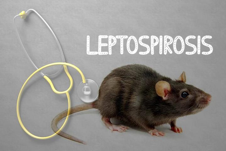 Hingga Pertengahan Tahun 2024, 15 Kasus Leptospirosis Ditemukan di Gunungkidul