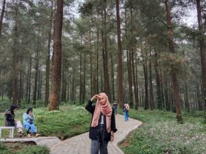 Hutan Pinus Limpakuwus