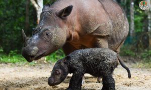 Anak badak Sumatera berhasil dilahirkan