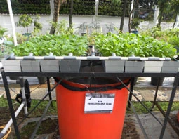 Pelatihan budi daya pertanian DKI Jakarta