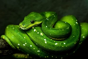 Arti mimpi melihat ular hijau