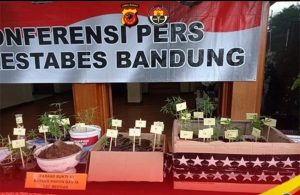 Kasus Budidaya Ganja di Bandung