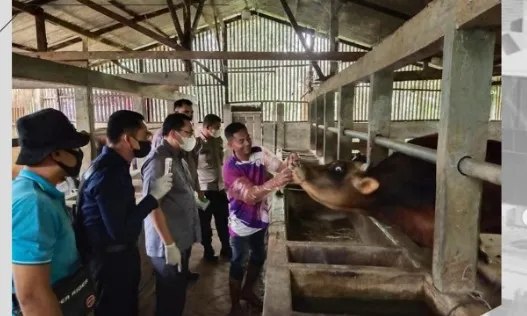 Kasus Pmk Ditemukan Di Aceh Besar Sebanyak Ekor Sapi Terjangkit