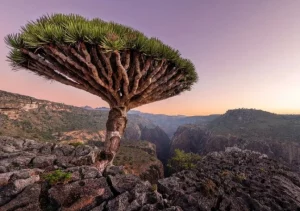 Fakta Unik Pulau Socotra