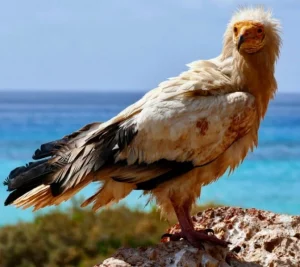 Fakta Unik Pulau Socotra