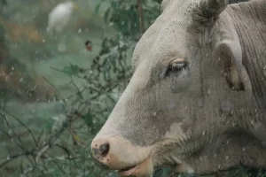 ramalan shio hari ini (sapi)