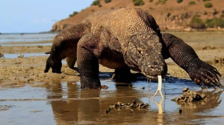 Dampak Naiknya Tiket Masuk Pulau Komodo, Puluhan Ribu Turis Batal ...