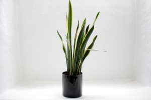Rekomendasi tanaman hias indoor untuk pembersih udara