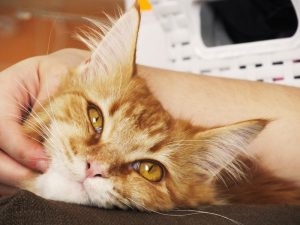 Manfaat Sterilisasi Kucing