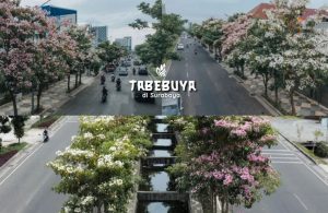 Lokasi bunga tabebuya di Surabaya 