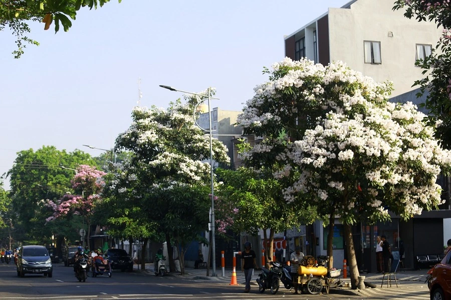 Lokasi bunga tabebuya di Surabaya