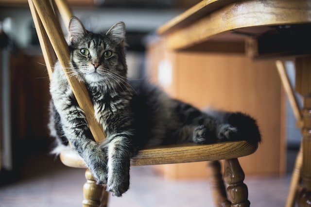 Layanan Sterilisasi Kucing Gratis di Jakarta