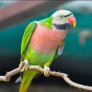 Jakarta Bird Land wahana baru Ancol