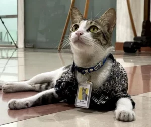 kucing soleh pegawai kantor pajak serpong