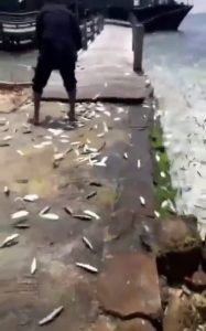 fenomena ikan melompat ke daratan di pulau seribu