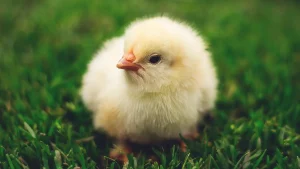 Ramalan Shio Hari ini Selasa 7 November 2023 Lengkap, Hubungan Ayam dan Karier Babi Membaik