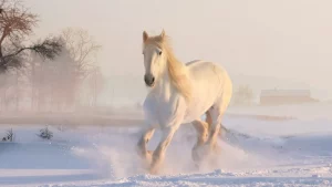 Ramalan Shio Hari Ini 29 November 2023 Penting, Kuda Akan Menghabiskan Waktu Menyenangkan Bersama Orang Terkasih