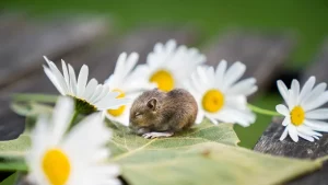 Ramalan Shio Kamis 7 September 2023 Penting: Tikus Hoki Soal Karir, Macan Dapat Kabar Baik tentang Asmara