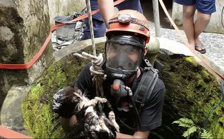 698 Titik Sarang Tawon dan Animal Rescue Ditangani BPBD Bantul