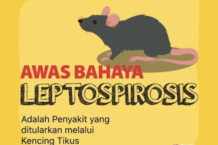 Waspada Penyakit Leptospirosis