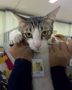 kucing yang diangkat jadi pegawai kantor