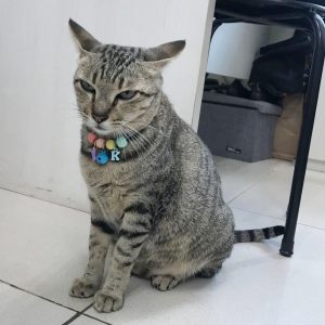 kucing yang diangkat jadi karyawan kantor