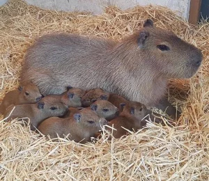 apa itu capybara