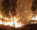5 Fakta Kebakaran Hutan di Chili Menewaskan Puluhan Orang, Nomor 2 Paling Mengerikan