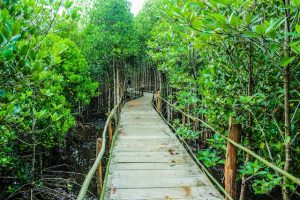 Hutan Mangrove di Pantai Baros Bantul