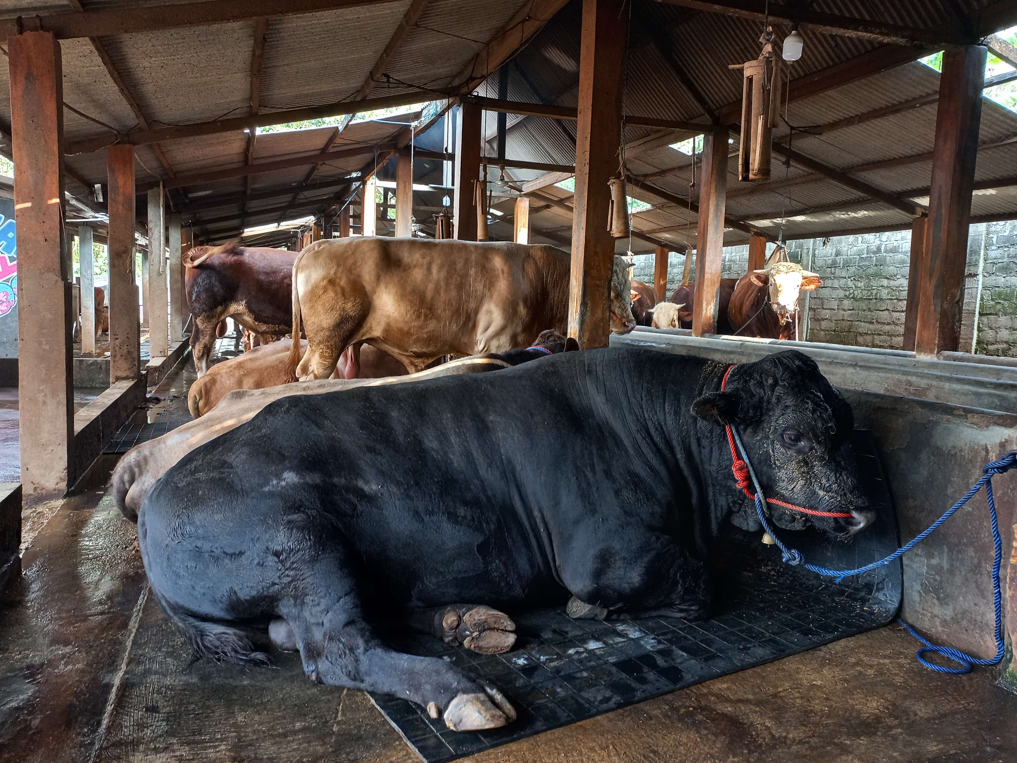 Menengok Sapi-sapi Jumbo Gunungkidul yang Jadi Incaran Artis Ibukota saat Idul Adha