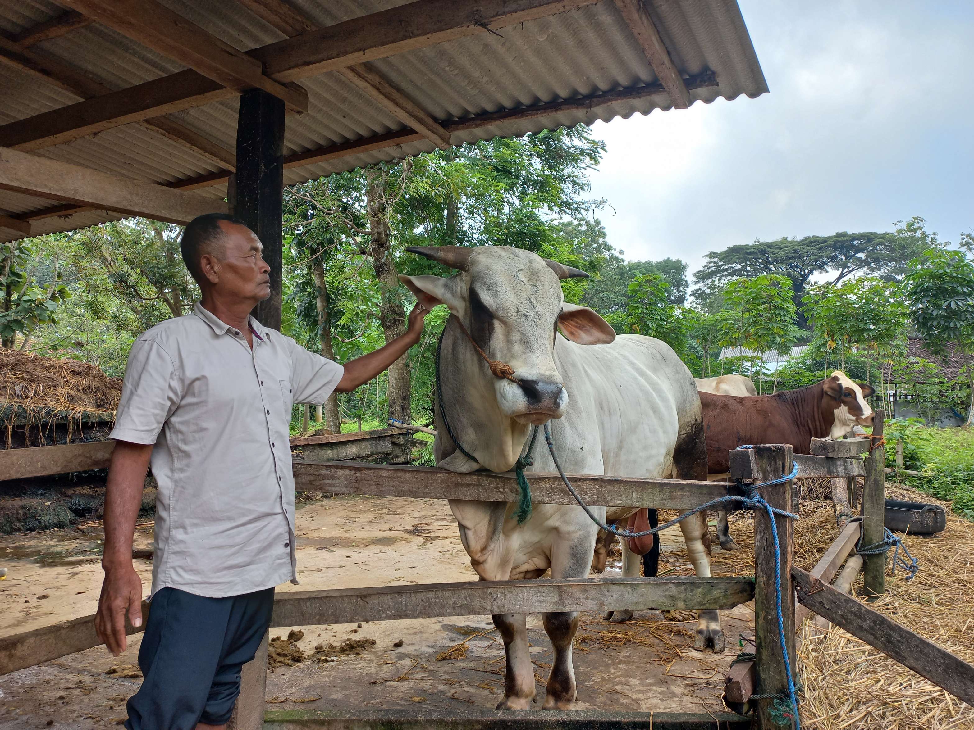 Namanya Seno, Sapi Kurban Presiden Prabowo Asal Gunungkidul