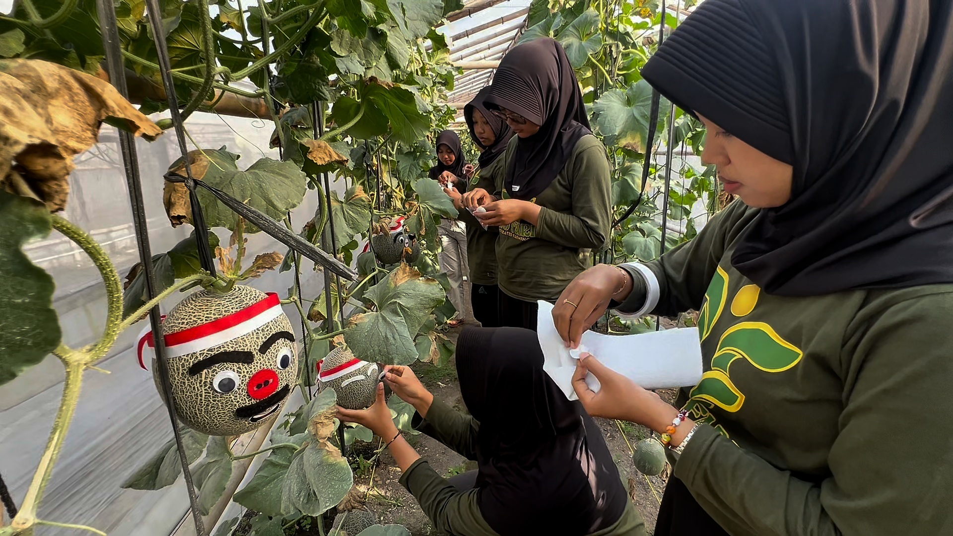Petani Muda Rejo Farm Hiasi Melon Bertema Kemerdekaan Sambut HUT RI