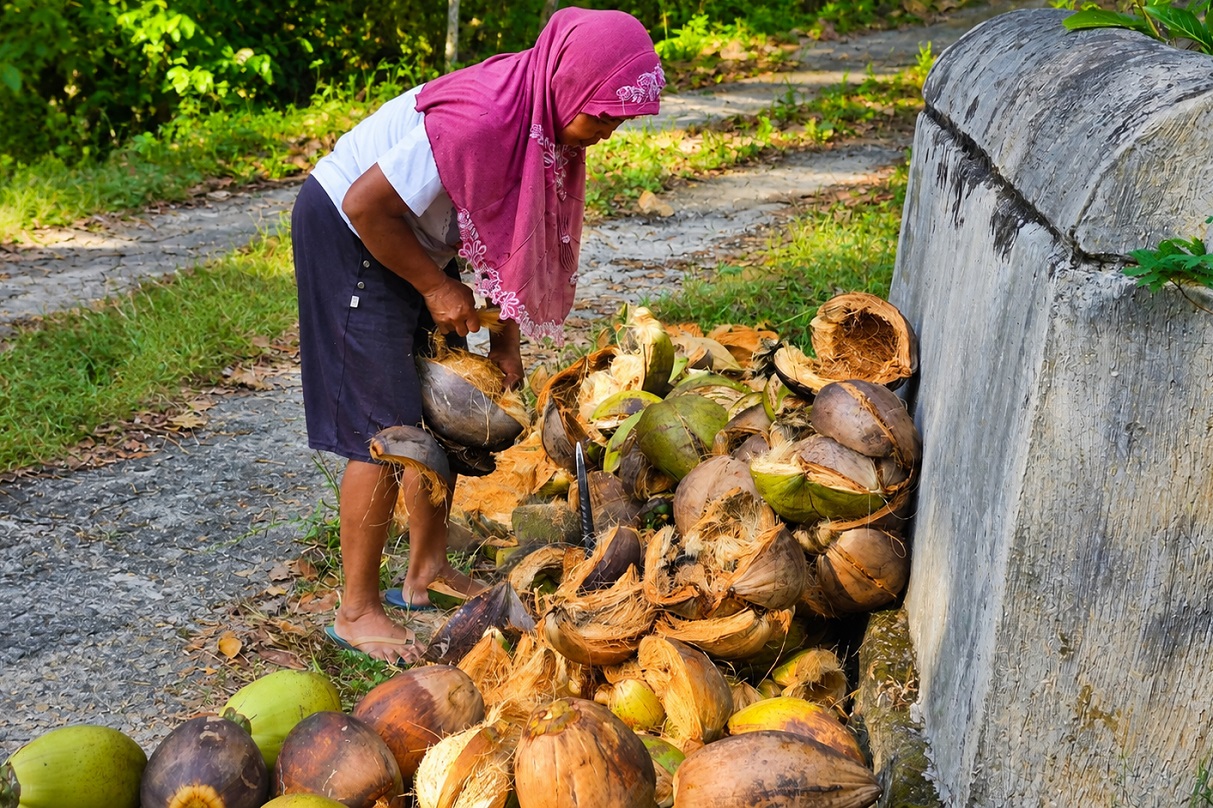 Ketika Sawah Tak Lagi Menghasilkan, Kelapa Tua Menjadi Penyelamat Keluarga Petani di Samigaluh
