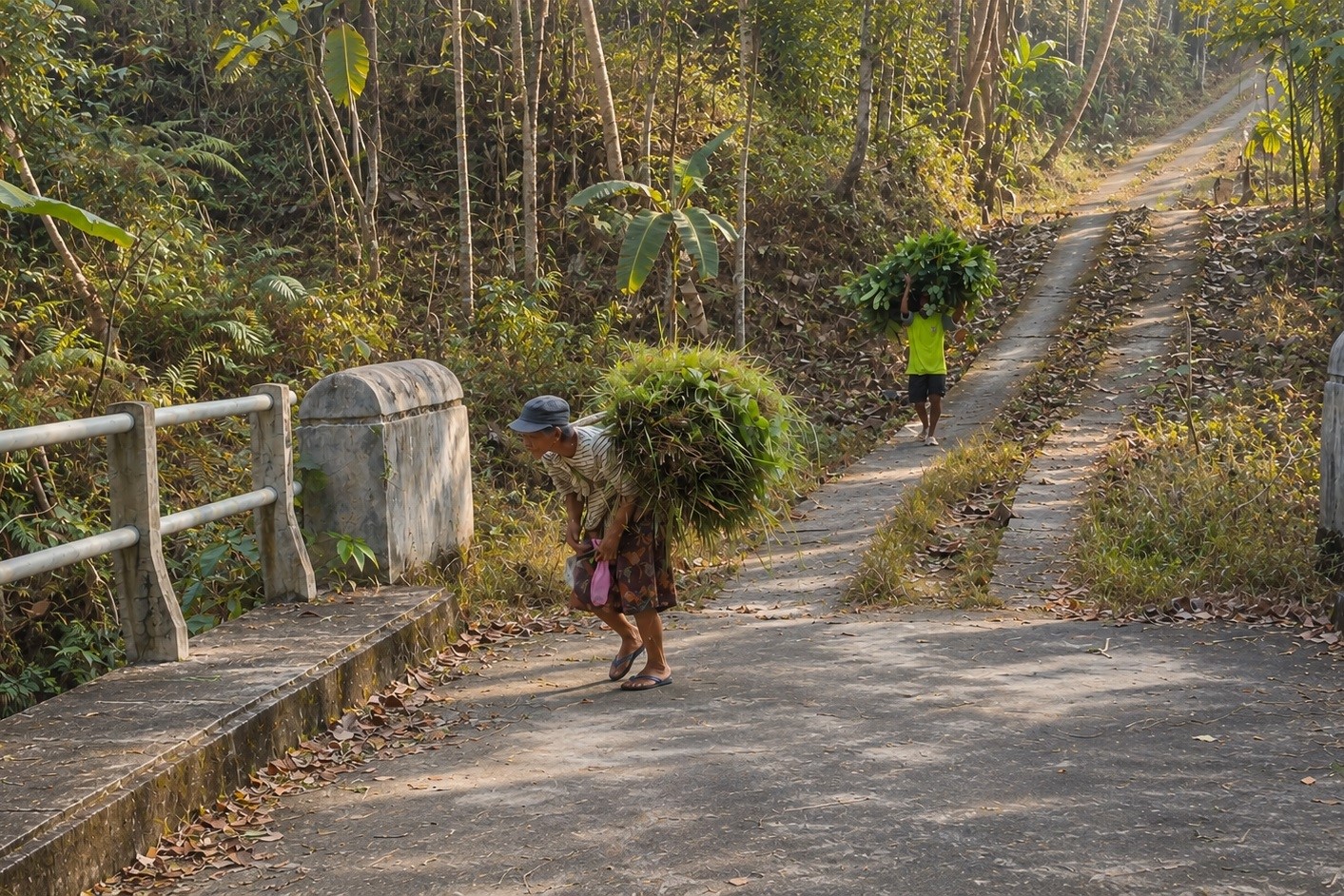 Kemarau Berkepanjangan, Petani di Samigaluh Potong Tanaman Padi Gagal Tumbuh untuk Pakan Ternak