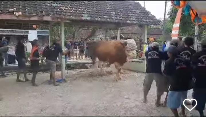 Sapi bantuan presiden mengamuk di Blora