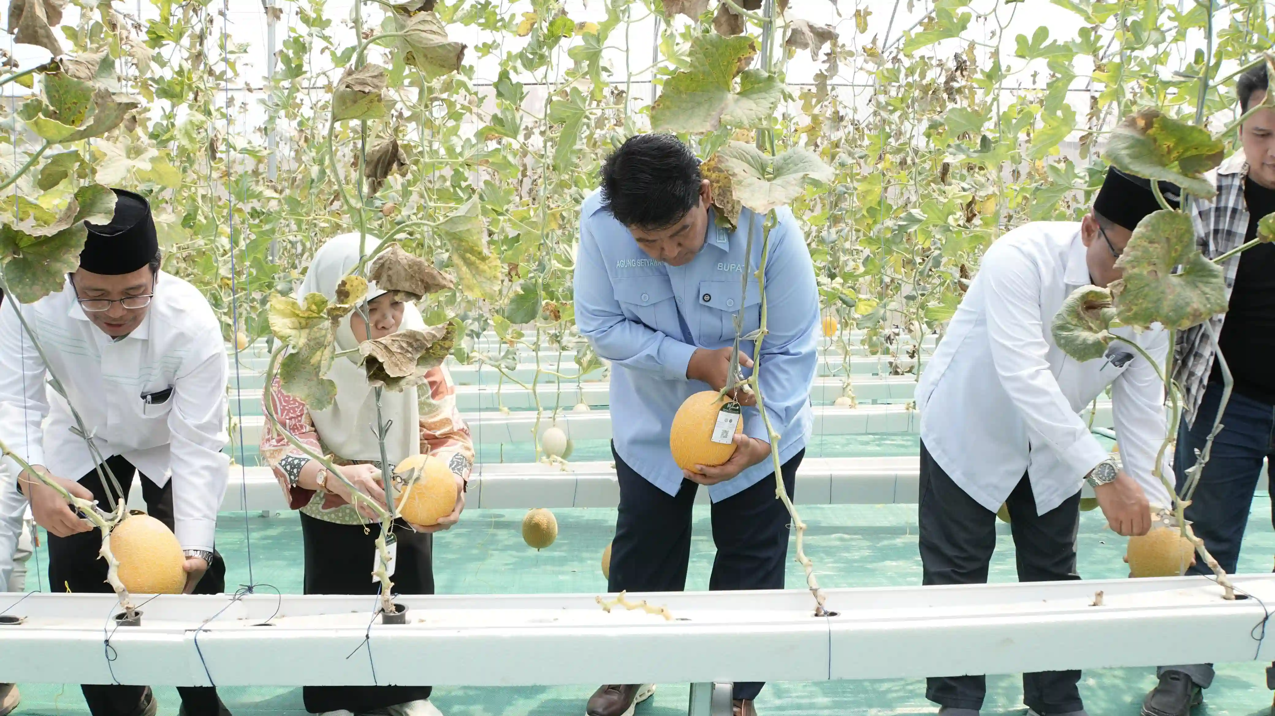 Wakaf Produktif di Kulon Progo, Ponpes Nurmadu Panen Melon Premium hingga Rp40 Ribu ...
