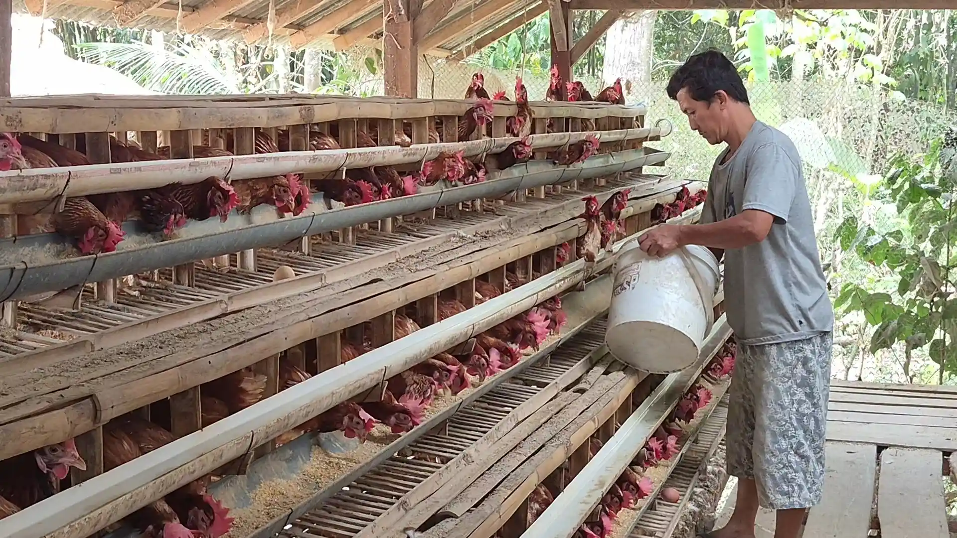 Peternak Ayam Petelur Tertekan, Harga Pakan Naik Saat Permintaan Telur Menurun