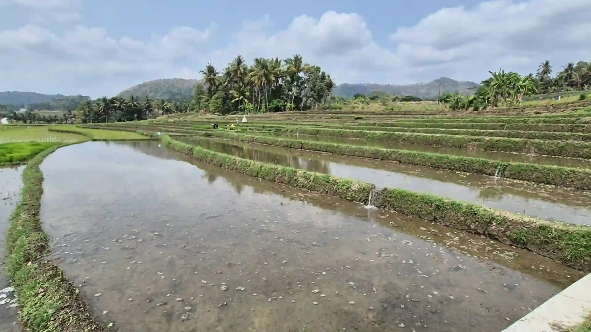 Kemarau Panjang, Sawah Pendoworejo Tetap Produktif dan Warga Bisa Panen Dua Kali