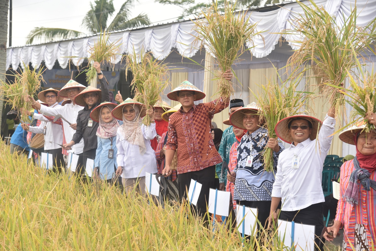 Panen 7 Ton Per Hektare, Padi Organik Sembada Merah Sleman Tembus Rekor Nasional