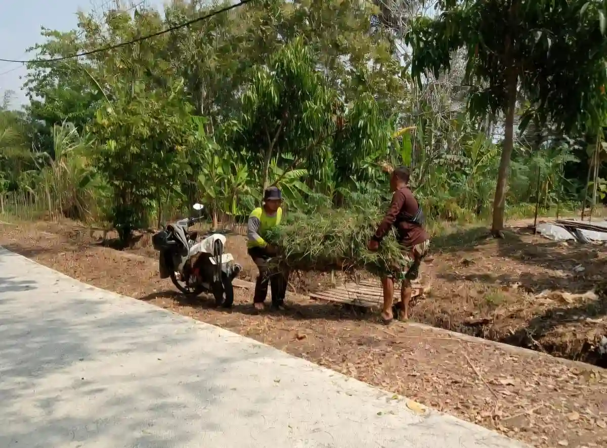 Kemarau Berkepanjangan, Warga Samigaluh Rela Turun Perbukitan Menoreh hingga Sleman demi Mencari Rumput ...