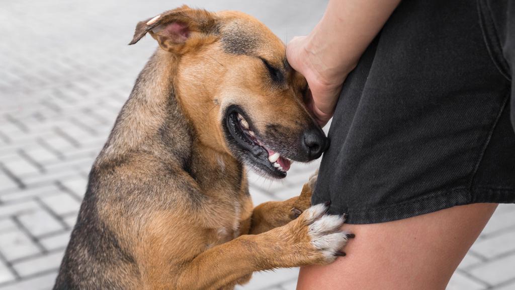 Anticipating Rabies Cases: Sleman Prepares Rabies Vaccines