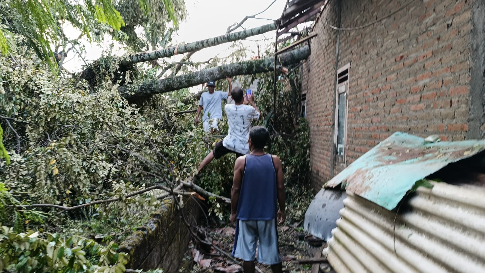 Sejumlah Pohon Tumbang Hingga Rumah Ambruk Akibat Angin Kencang di Sleman