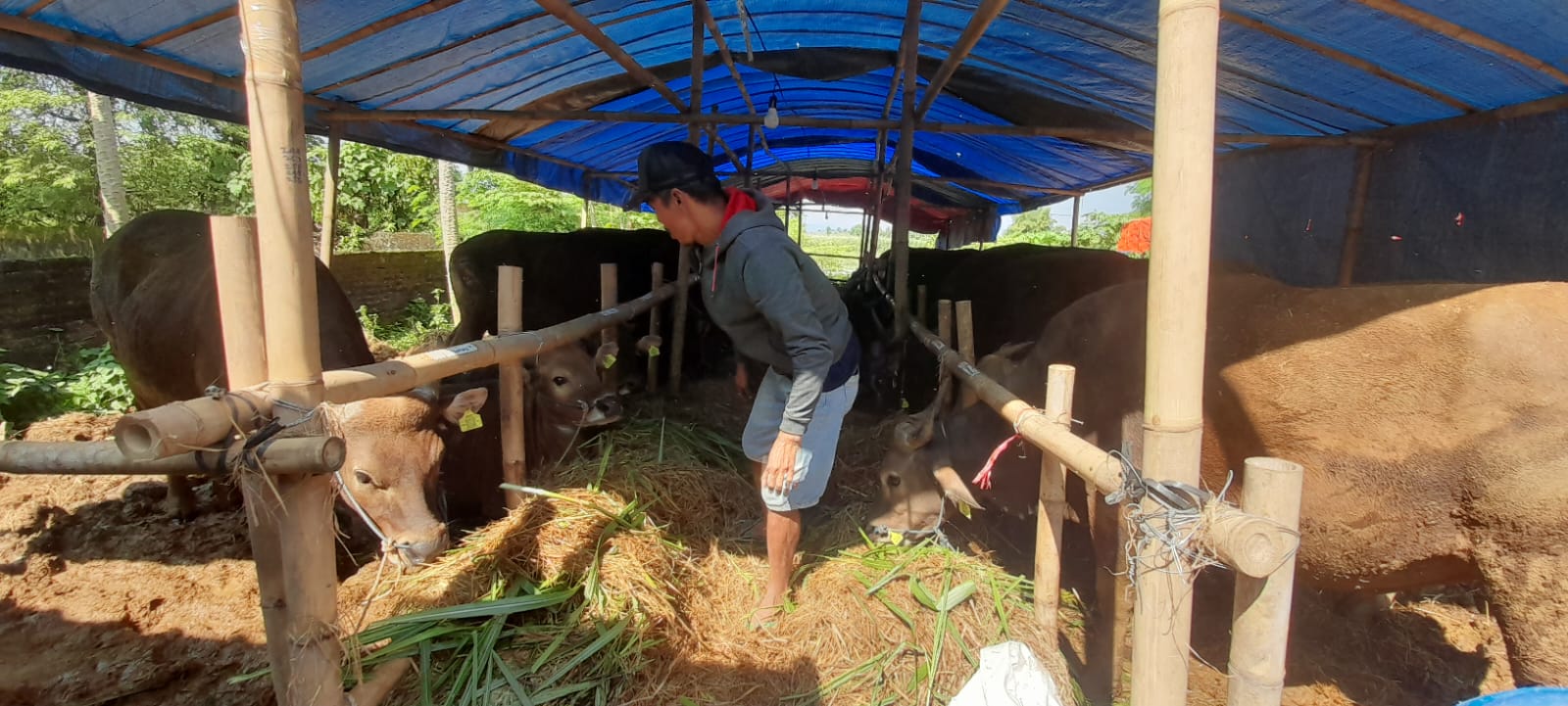 Penjualan Lesu, Pedagang Sapi Hewan Kurban Enggan Simpan Stok Terlalu Banyak