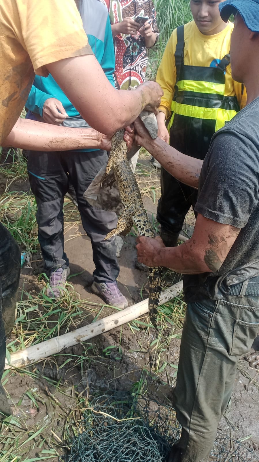Pernah Viral, Warga Ramai-ramai Tangkap Buaya di Sungai Progo Bantul